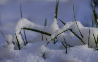 snow on grass