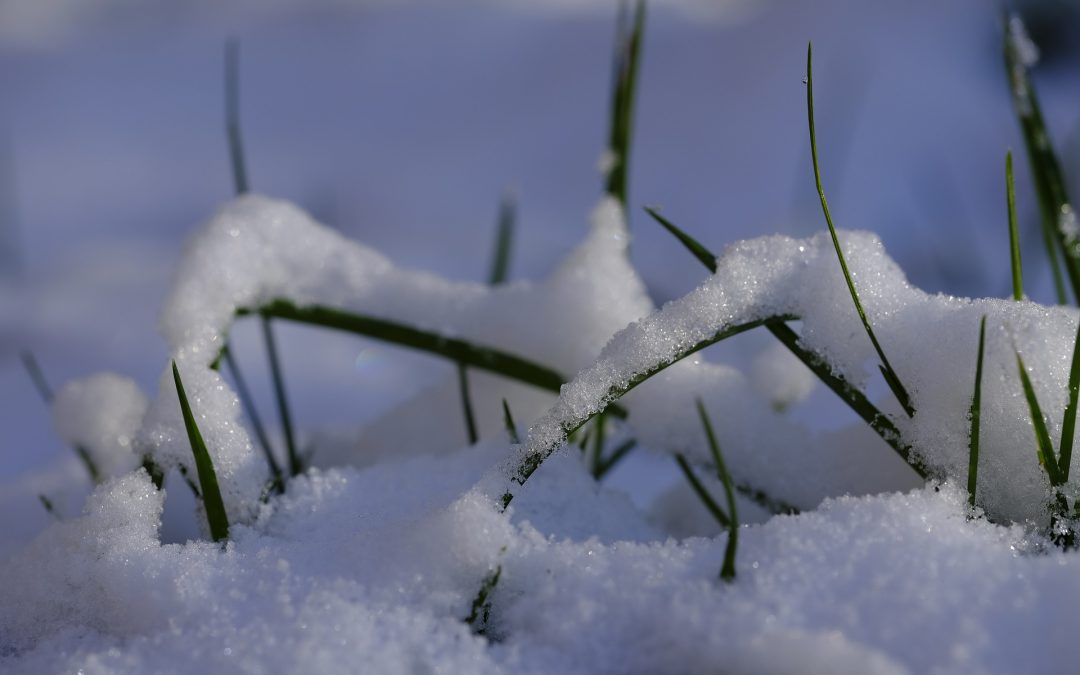 snow on grass