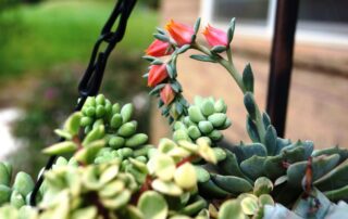 colorful succulent plant