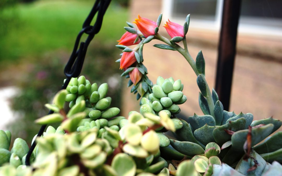 colorful succulent plant